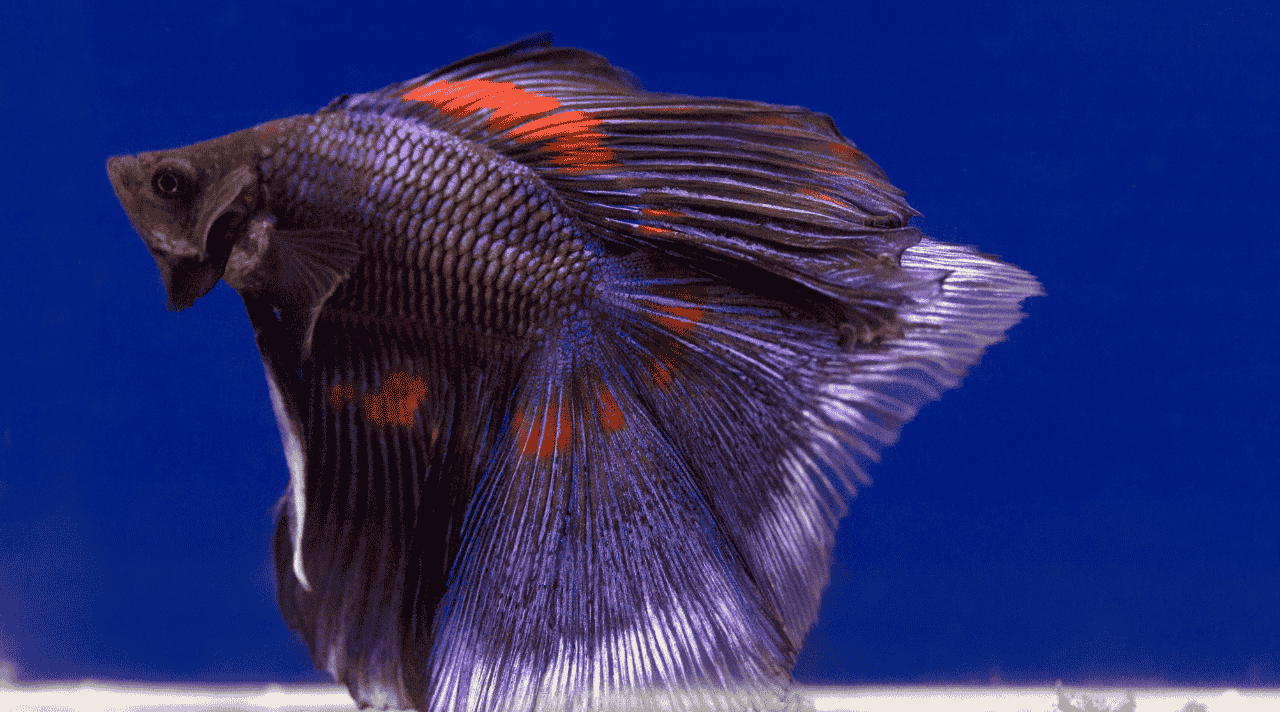 Bisnis Ikan Cupang Peluang Kecil yang Cuan Besar Buat Pemula