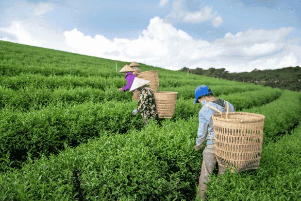 Kebun Teh dan Hubungannya dengan Jiwa Kita Kebun Teh dan Hubungannya dengan Jiwa Kita