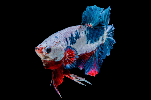 Langkah-Langkah Memulai Bisnis Ikan Cupang