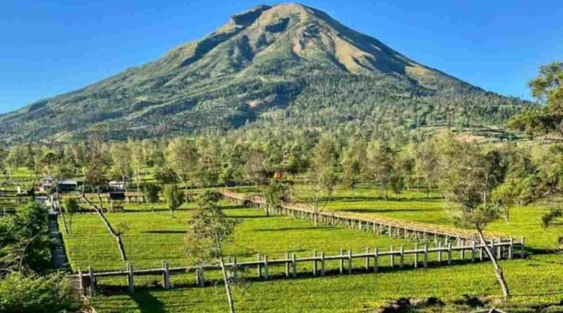 Pesona Perkebunan Teh Tambi Wisata Alam Sejuk di Lereng Dieng