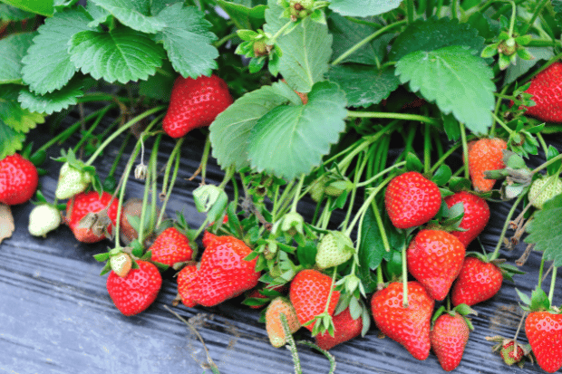 Kenapa Liburan ke Kebun Stroberi Wajib Di coba Kenapa Liburan ke Kebun Stroberi Wajib Di coba