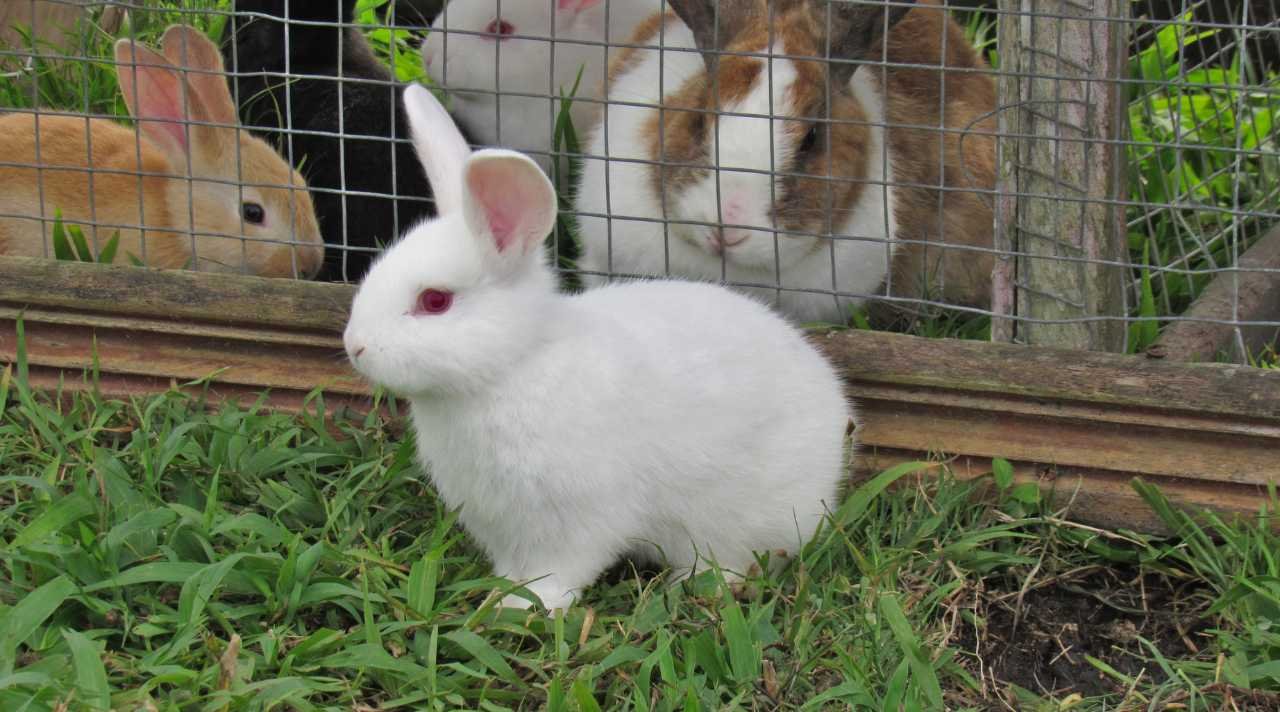 Komunitas Pecinta Kelinci dan Semangat Kebersamaan