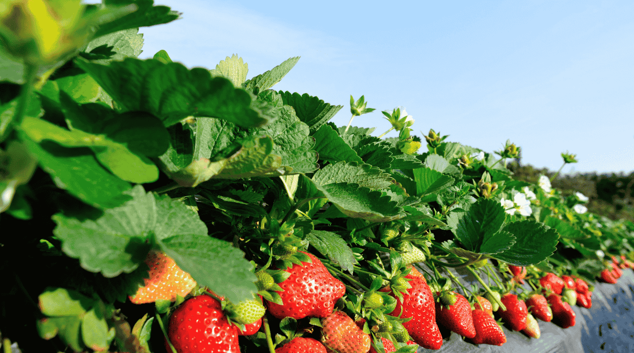 Liburan ke Kebun Stroberi yang Menyenangkan dan Bikin Hati Adem