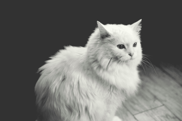 Ide Bisnis dari Memelihara Kucing