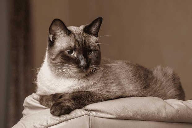 Mengapa Bisnis dari Memelihara Kucing Menarik