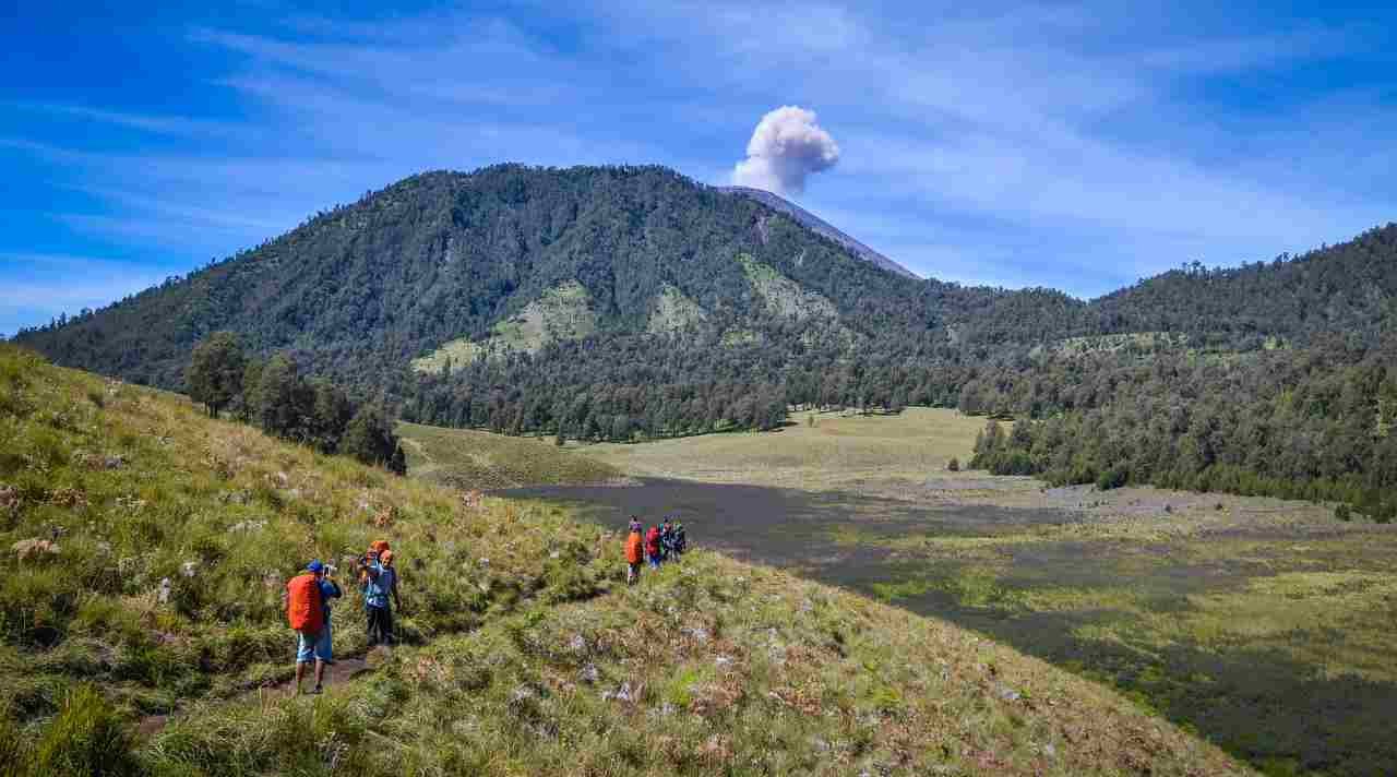 Oro Oro Ombo Semeru, Padang Luas dengan Pesona Bunga Verbena