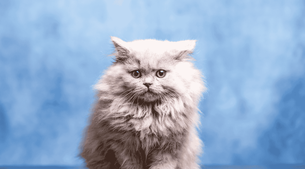 Peluang Bisnis dari Hobi Memelihara Kucing