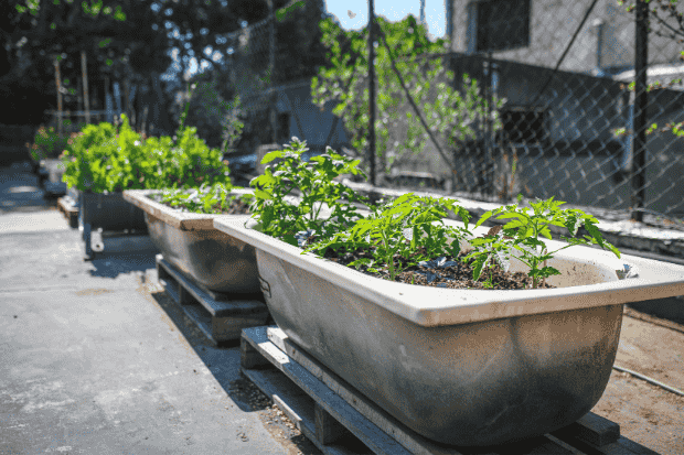 Rooftop jadi lahan produktif