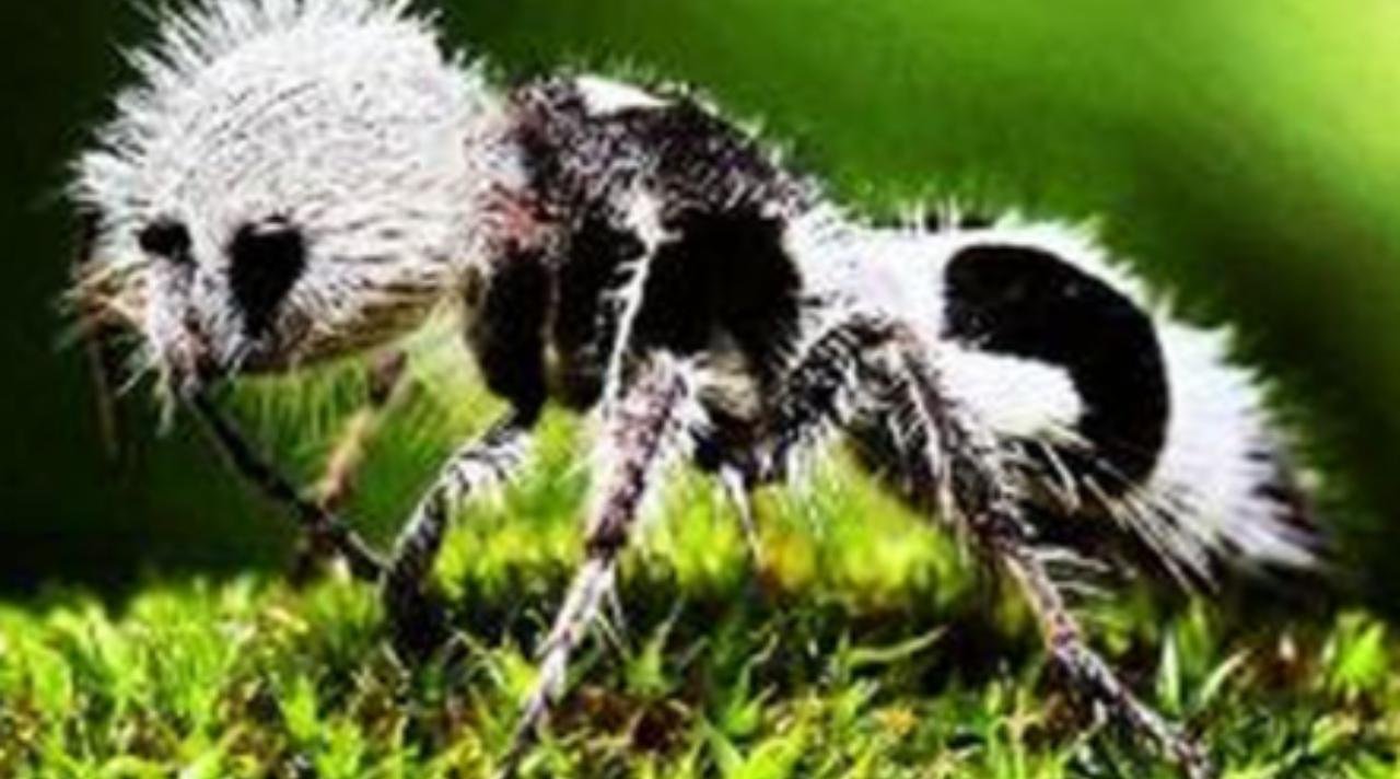 Semut Panda Hewan Mungil yang Bikin Penasaran