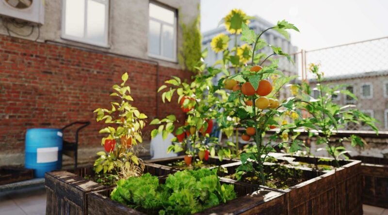 Sukses jadi petani hidroponik di rooftop rumah