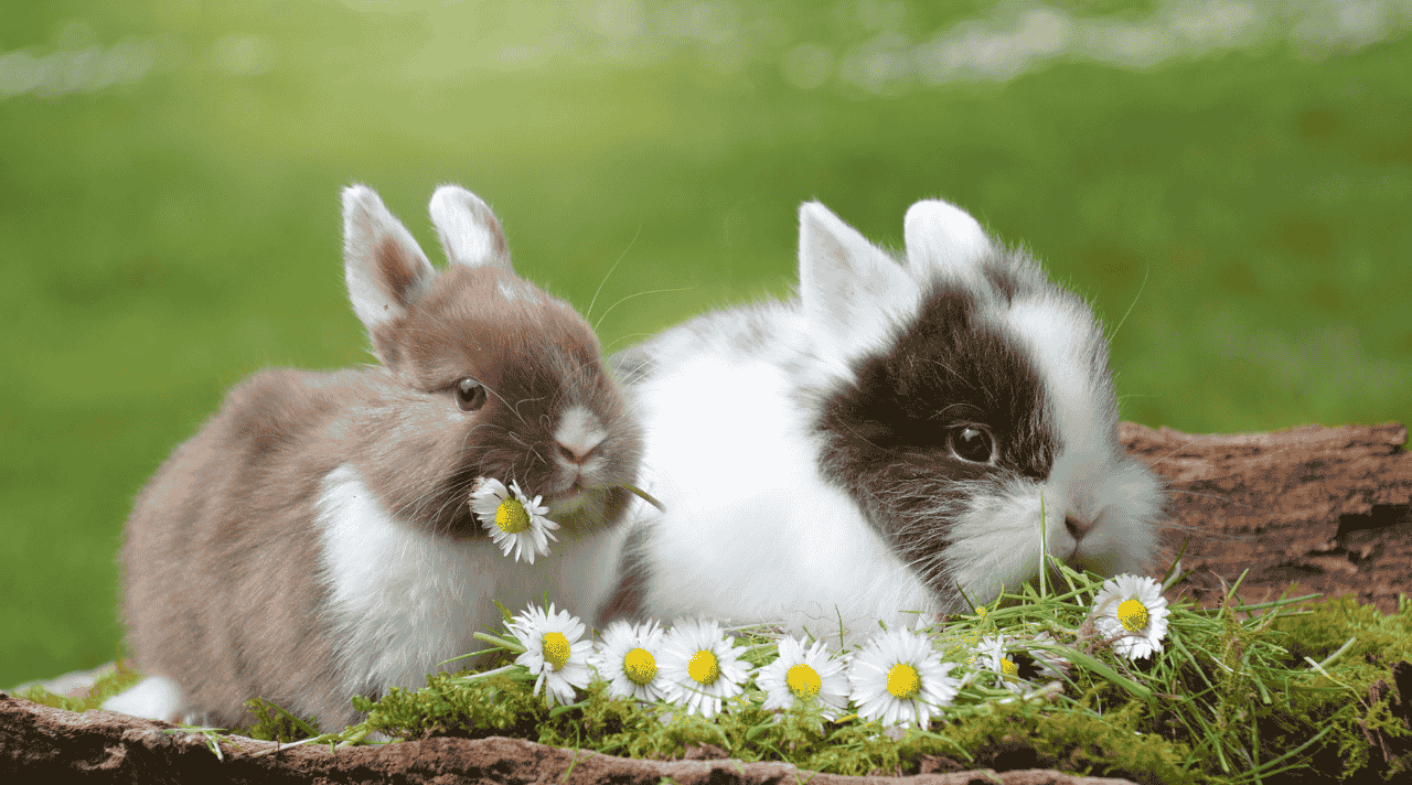 Tips Memulai Bisnis Jualan Kelinci Hias untuk Pemula