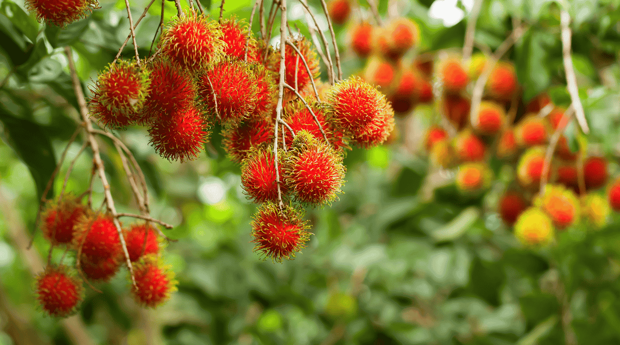 Bisnis Rambutan yang Menjanjikan di Musim Panen