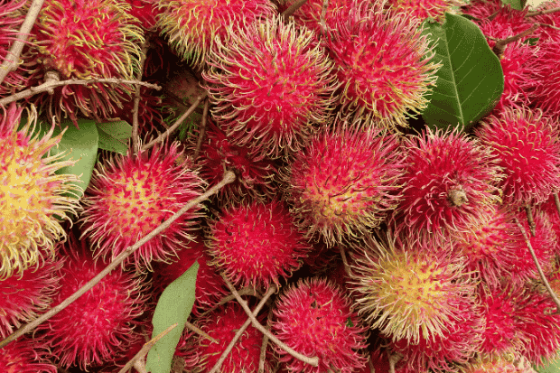 Peluang Usaha Rambutan yang Menjanjikan