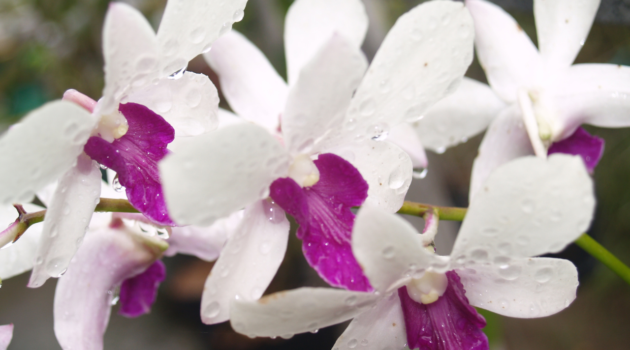 Cara Merawat Kebun Anggrek Greenhouse untuk Bisnis yang Subur
