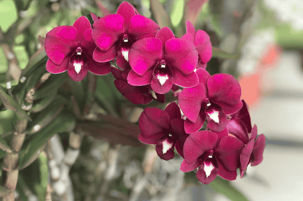 Dasar Perawatan Kebun Anggrek