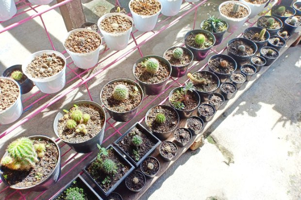 Komunitas Tanaman Hias Sebagai Tempat Belajar dan Berbagi Pengalaman