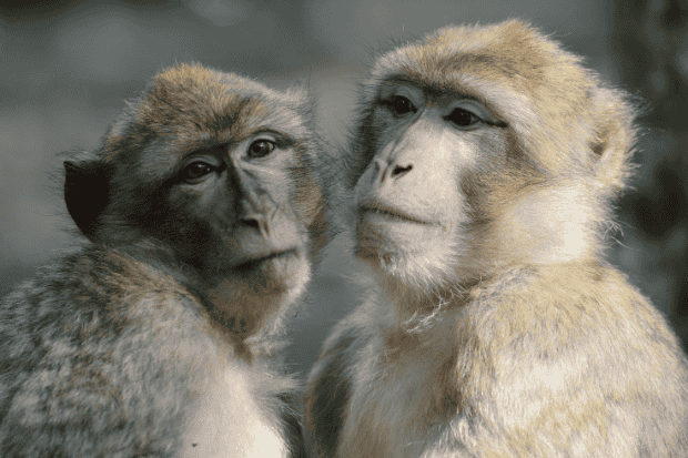 Mengapa Hewan Langka Harus Dilindungi