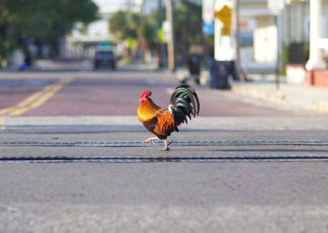 Ayam Nyebrang Jalan Bukan Sekadar Candaan