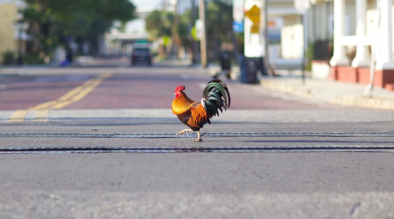 Ayam Nyebrang Jalan Bukan Sekadar Candaan