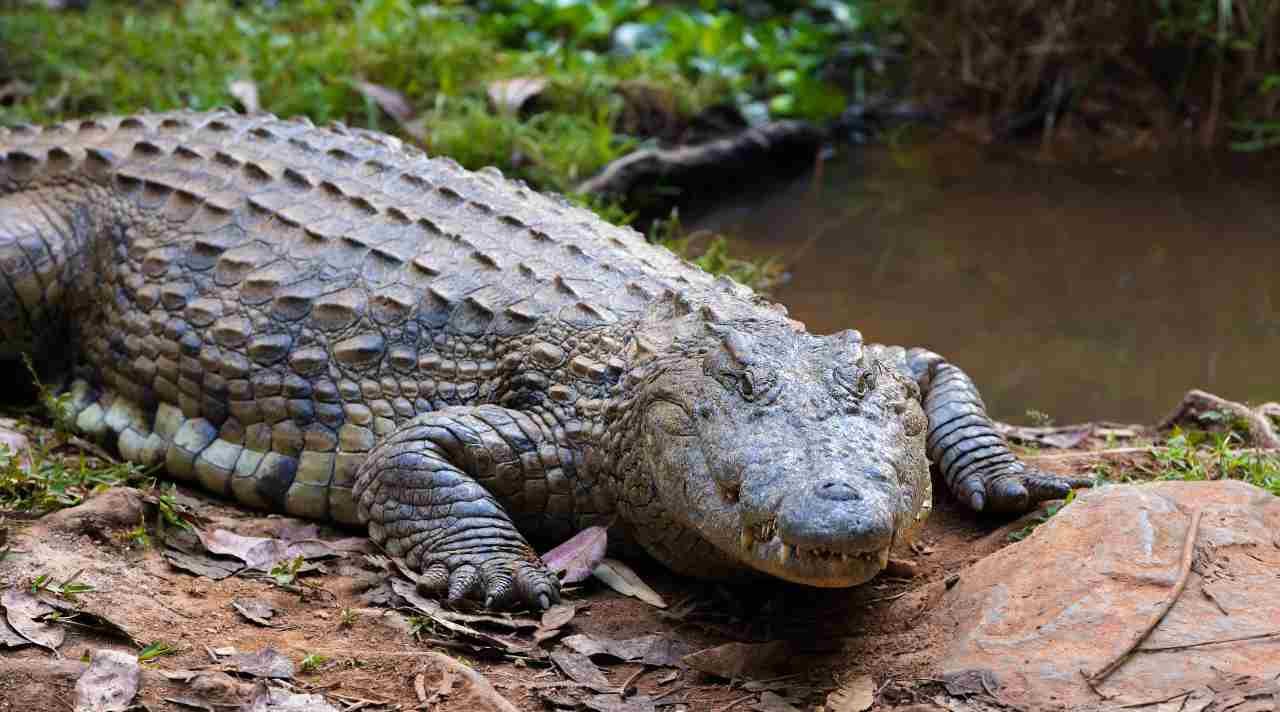 Benarkah Buaya Hewan yang Setia?