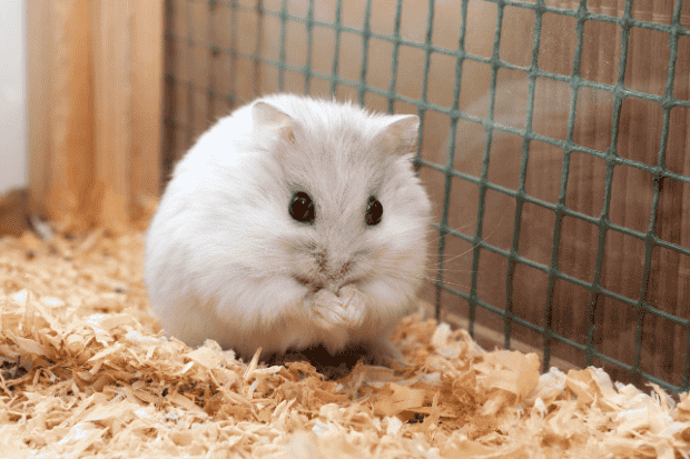 Cara Membuat Hamster Lebih Jinak