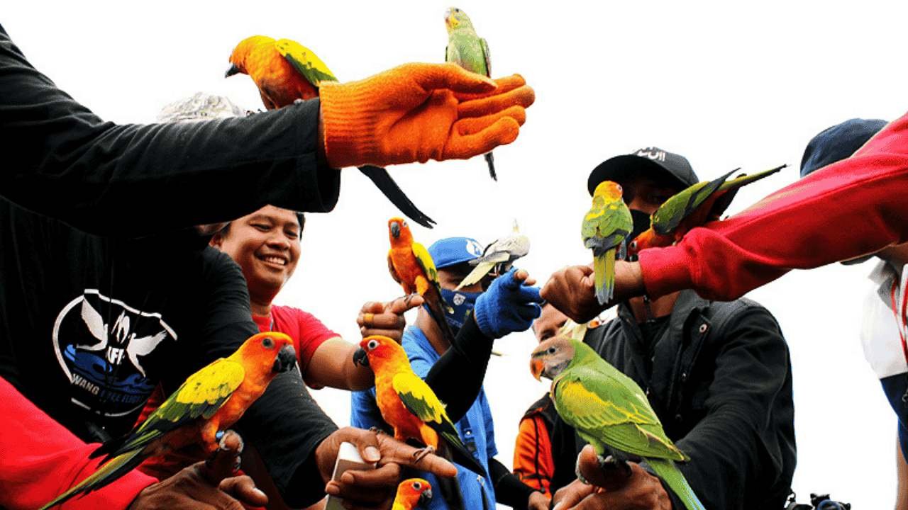 Di Balik Kicauan, Hangatnya Kebersamaan Komunitas Pecinta Burung
