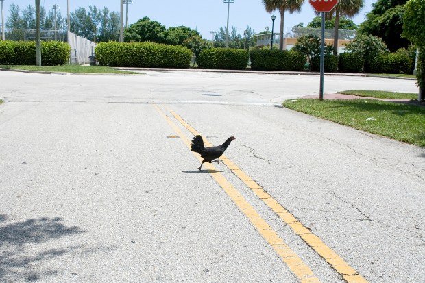 Fenomena Ayam Nyebrang Jalan di Sekitar Kita
