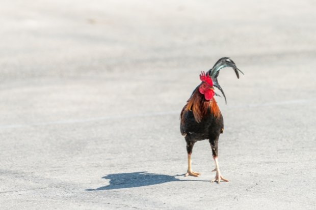 Kenapa Ayam Nyebrang Jalan Tanpa Ragu