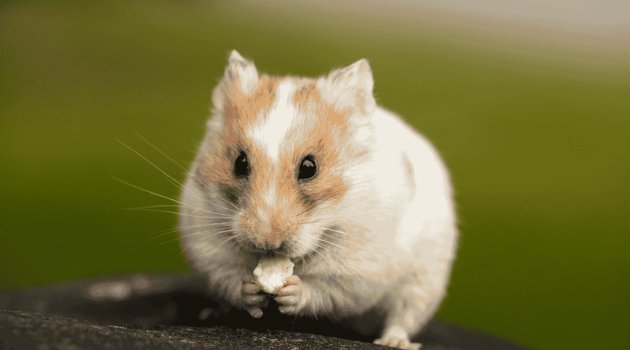 Kenapa Hamster Suka Gigit