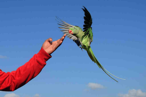 Komunitas Kicau Mania Lokal yang Aktif dan Solid