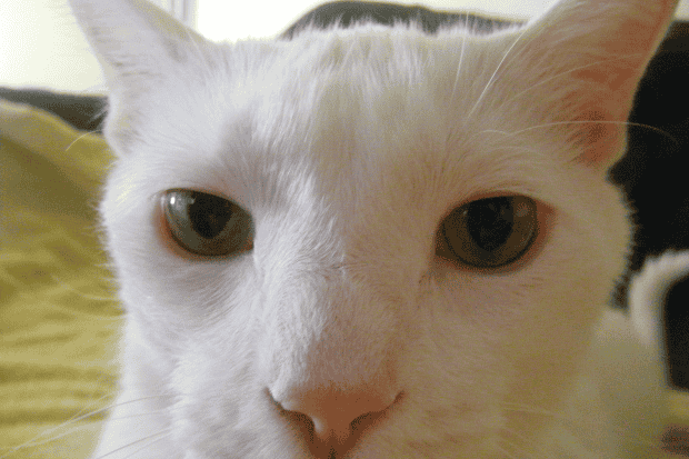 Mengapa Kesan Bloon Bisa Terjadi