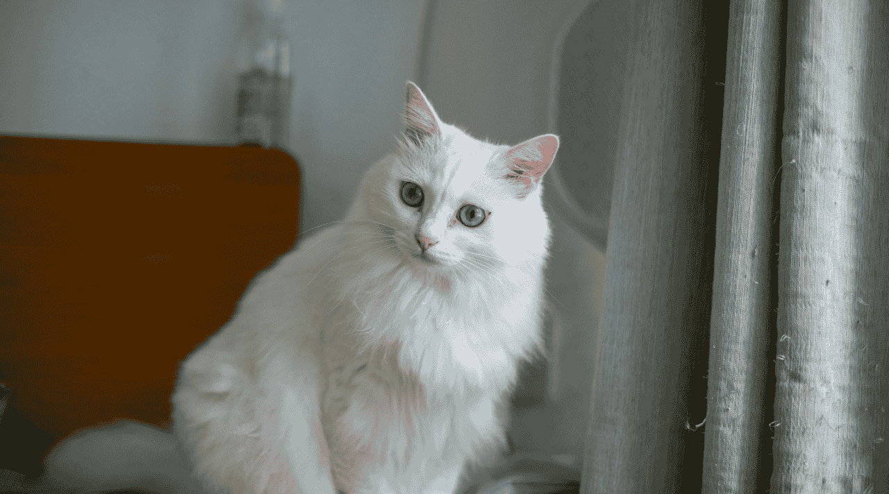 Mengapa Kucing Putih Terlihat Bloon di Mata Kita