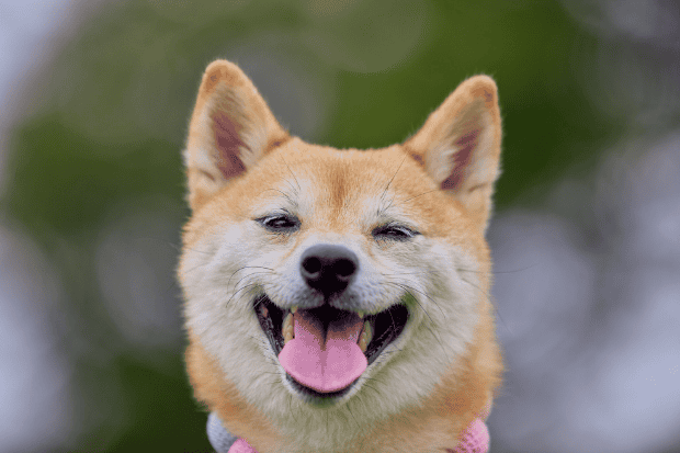 Nilai Kehidupan dari Seekor Anjing