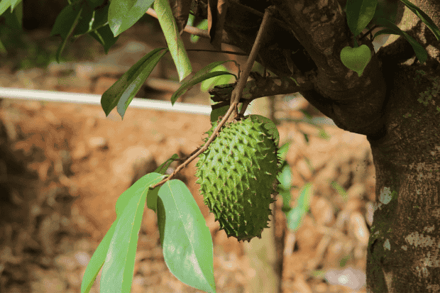 Olahan Sirsak sebagai Sumber Nilai Tambah