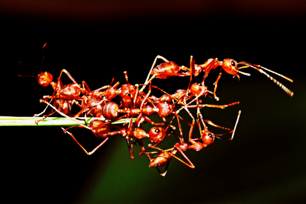 Pelajaran Kepemimpinan dari Seekor Semut Pelajaran Kepemimpinan dari Seekor Semut