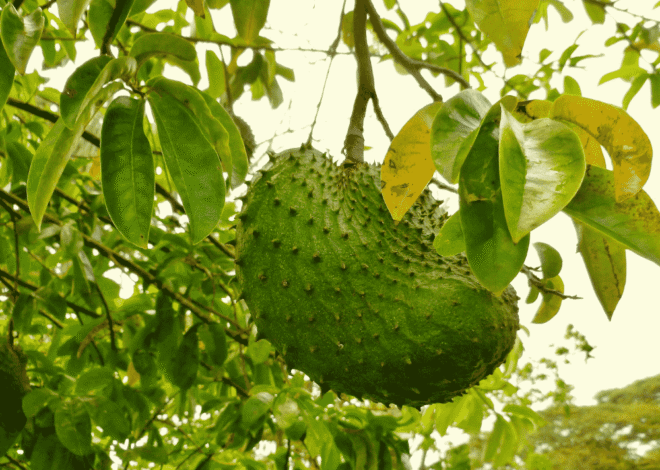 Peluang Bisnis Sirsak yang Menjanjikan di Tengah Tren Sehat
