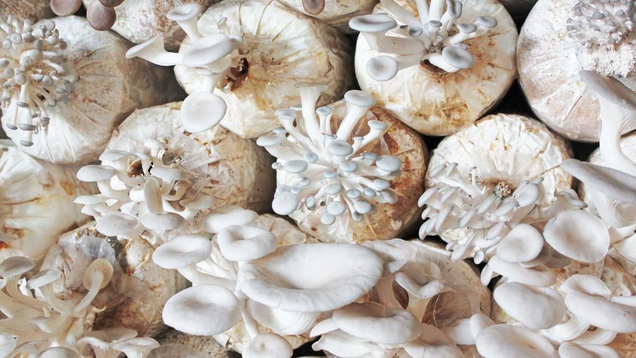 Peluang Usaha Budidaya Jamur Tiram Terus Menanjak