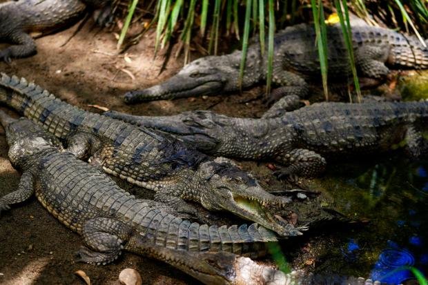 Peneliti Mengamati Potensi Kesetiaan pada Beberapa Spesies