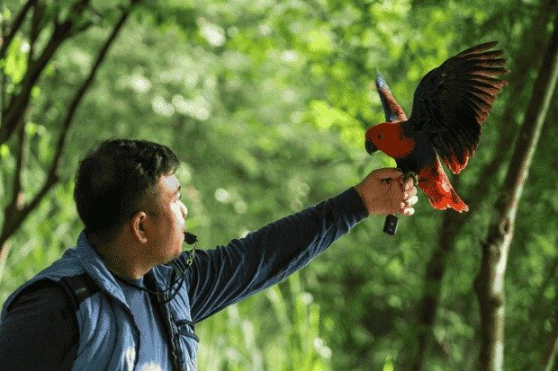 Penghobi Burung Nusantara yang Saling Terhubung