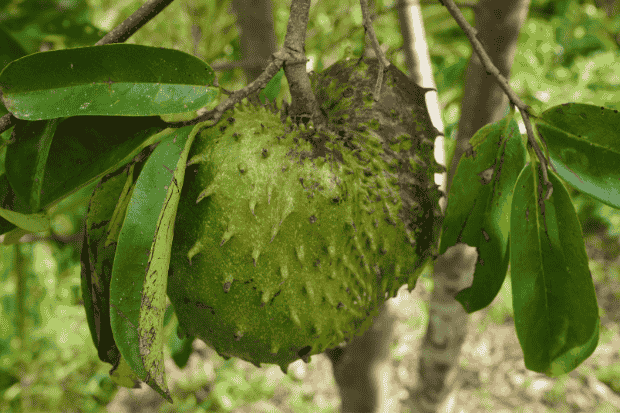 Potensi Bisnis Sirsak di Pasar Lokal