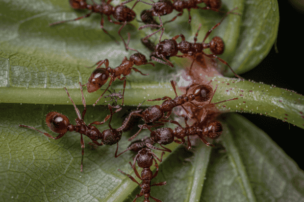 Semut dan Makna Ketekunan dalam Kehidupan Semut dan Makna Ketekunan dalam Kehidupan