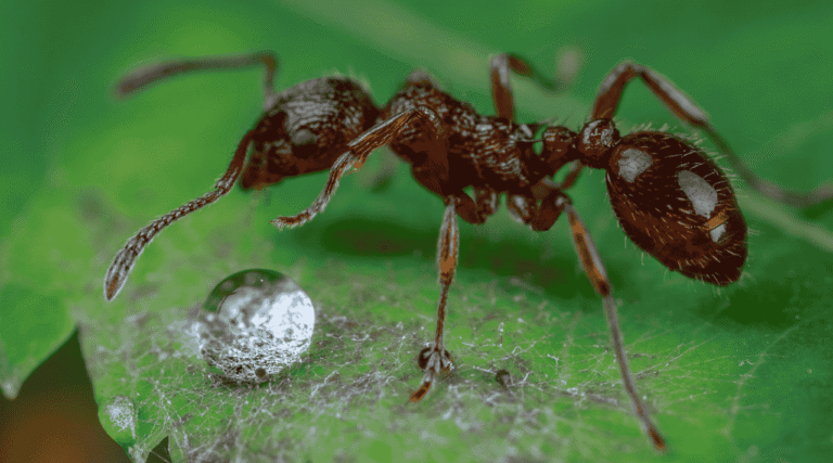 Semut dan Nilai Kehidupan yang Bisa Kita Pelajari