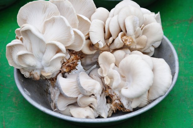 Strategi pemasaran produk jamur tiram