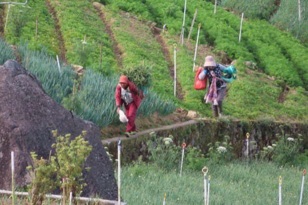 Wisata Edukasi Pertanian Anak yang Penuh Manfaat