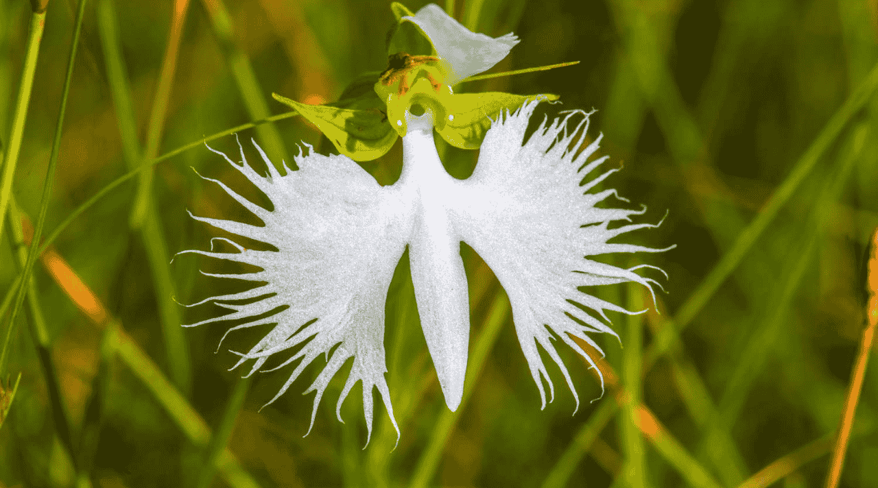 Anggrek Kuntul Pesona Anggrek Putih yang Anggun dan Menenangkan
