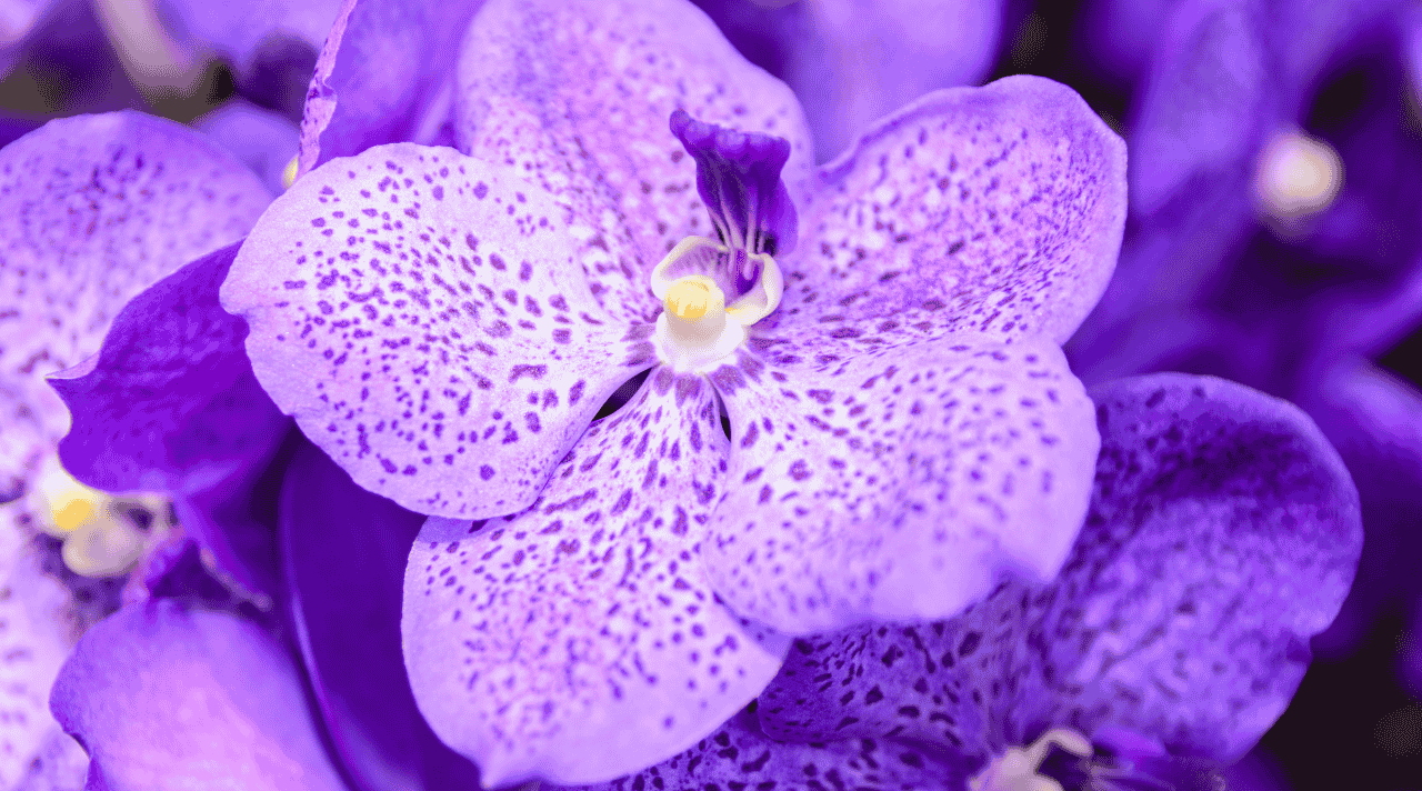 Anggrek Vanda Pesona Tumbuhan Hias yang Selalu Memikat