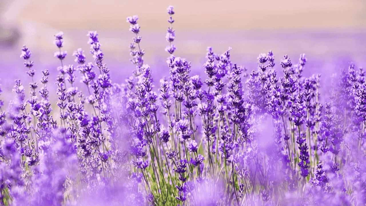 Bunga Lavender, Tanaman Cantik dengan Nuansa Rileks Alami