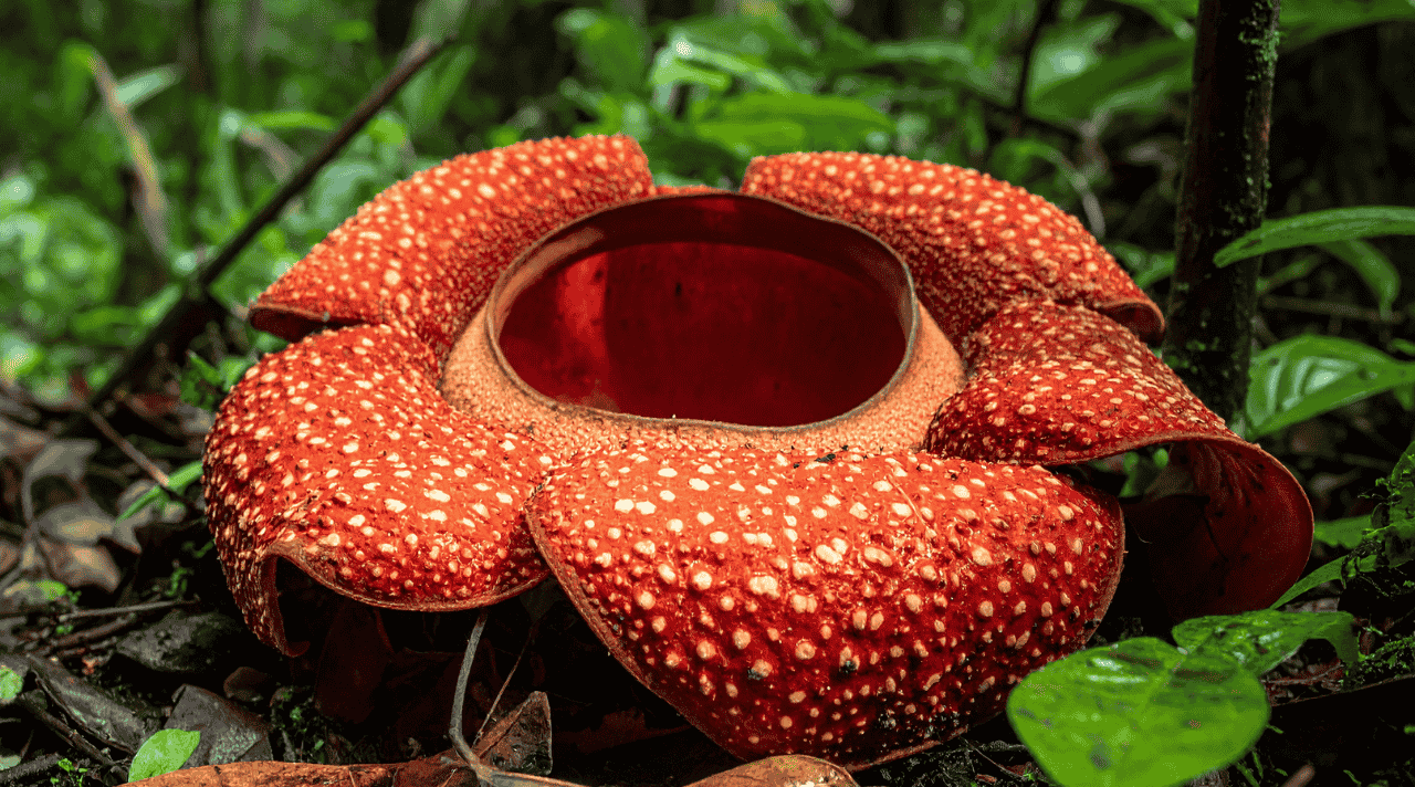 Bunga Rafflesia Keajaiban Alam yang Langka dan Memikat