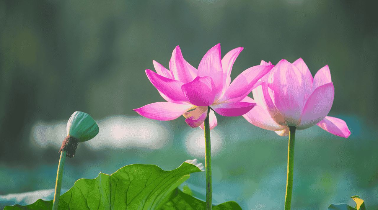 Bunga Teratai Keindahan Tenang yang Tumbuh di Atas Air