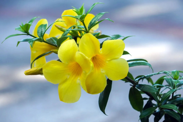 Bunga alamanda sebagai tanaman hias tropis